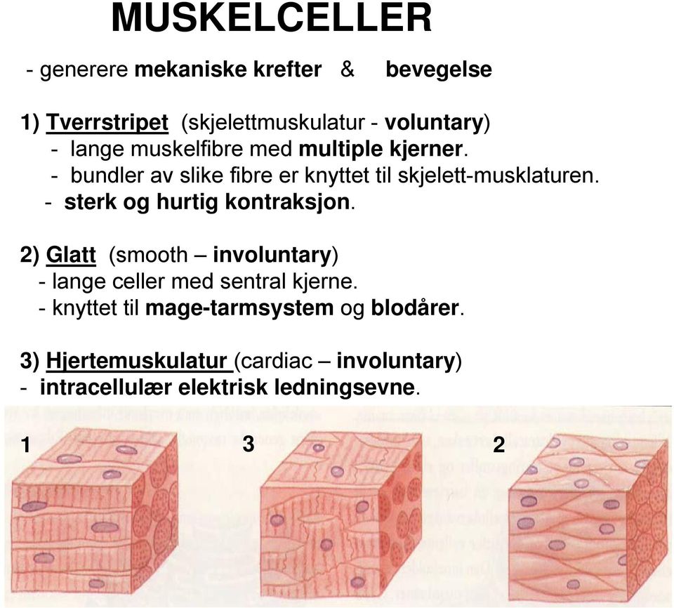 - sterk og hurtig kontraksjon. 2) Glatt (smooth involuntary) - lange celler med sentral kjerne.