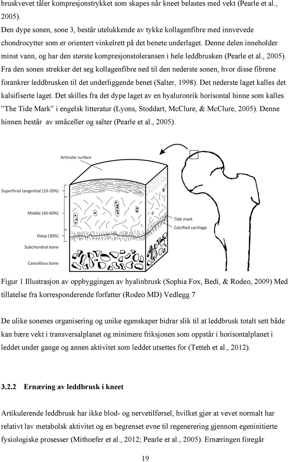 Denne delen inneholder minst vann, og har den største kompresjonstoleransen i hele leddbrusken (Pearle et al., 2005).