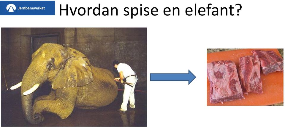 elefant?