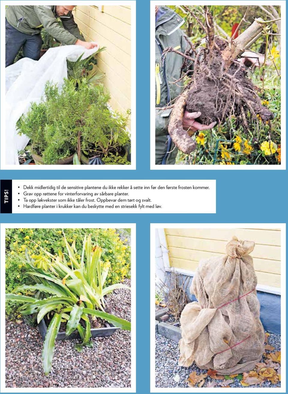 Grav opp røttene for vinterforvaring av sårbare planter.