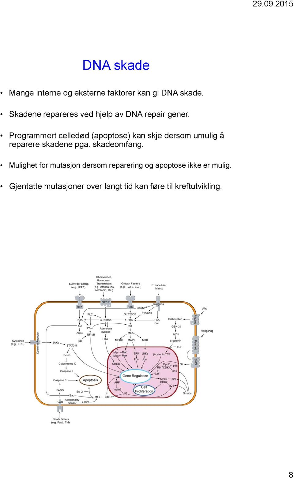 Programmert celledød (apoptose) kan skje dersom umulig å reparere skadene pga.