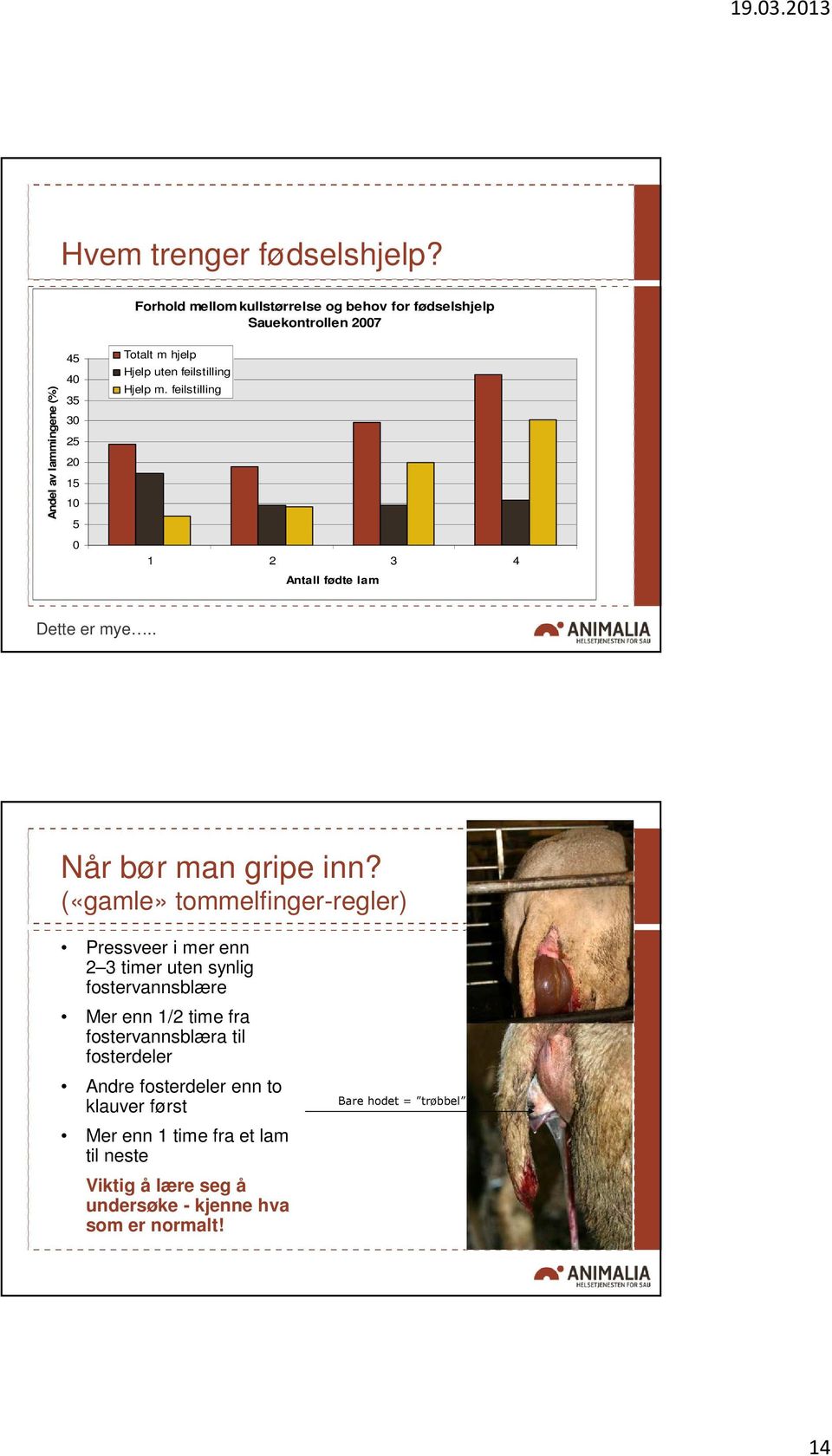 Hjelp uten feilstilling Hjelp m. feilstilling 1 2 3 4 Antall fødte lam Dette er mye.. Når bør man gripe inn?