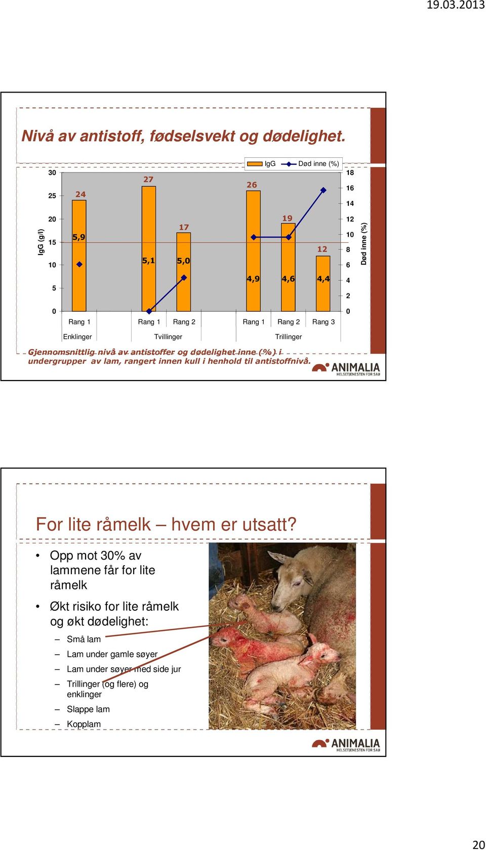 2 Rang 3 Enklinger Tvillinger Trillinger 0 Gjennomsnittlig nivå av antistoffer og dødelighet inne (%) i undergrupper av lam, rangert innen kull i henhold til