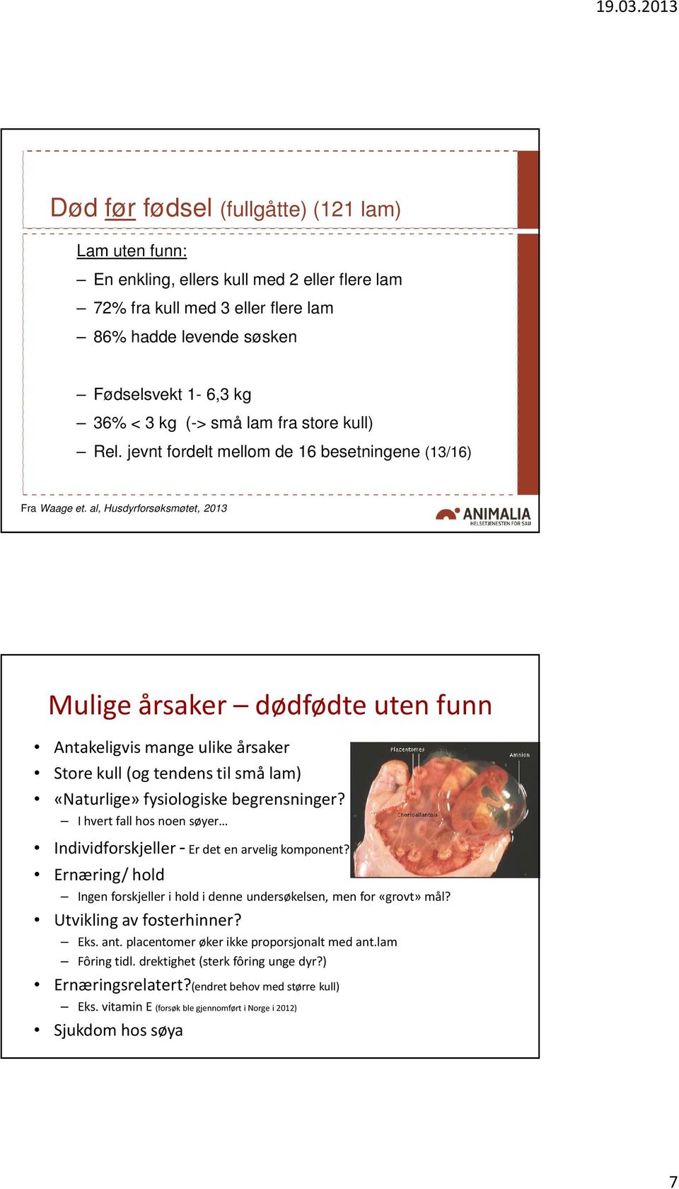 al, Husdyrforsøksmøtet, 2013 Mulige årsaker dødfødte uten funn Antakeligvis mange ulike årsaker Store kull (og tendens til små lam) «Naturlige» fysiologiske begrensninger?