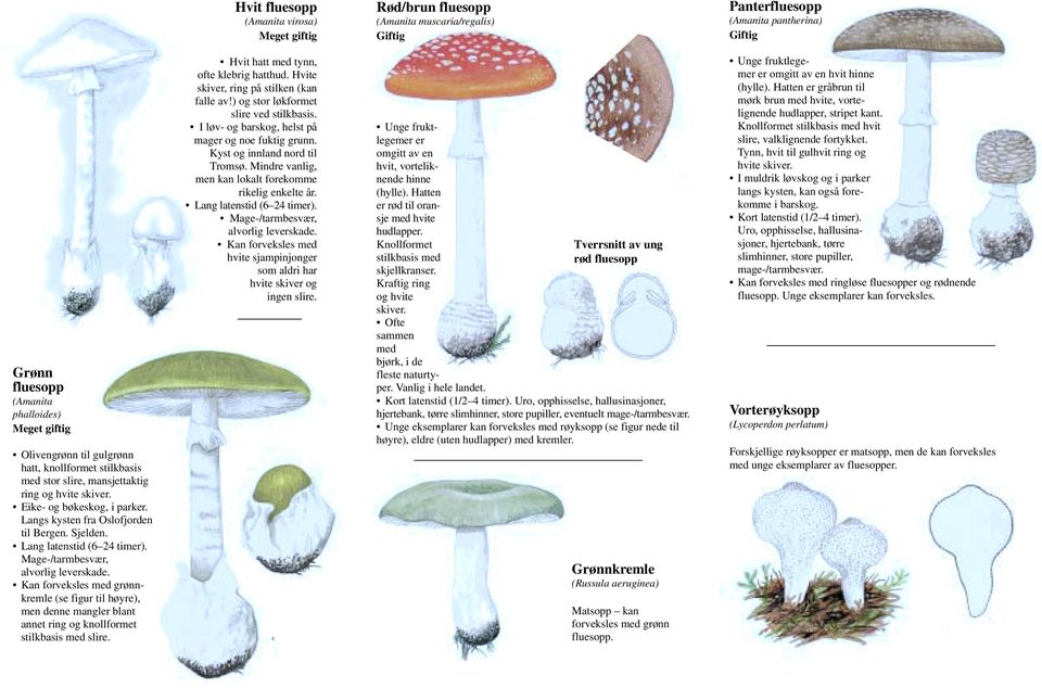 Mage-/tarmbesvær, alvorlig leverskade. Kan forveksles med grønnkremle (se figur til høyre), men denne mangler blant annet ring og knollformet stilkbasis med slire.