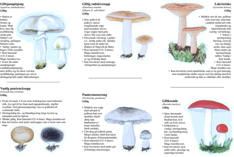 rødskivesopp (Entoloma sinatum tidligere E. eulividum) Stor, gulhvit til gråhvit, musserongliknende sopp med utrandete skiver. Unge sopper med gule skiver, blir rosa som eldre.