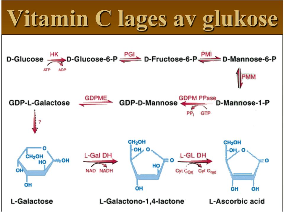 glukose