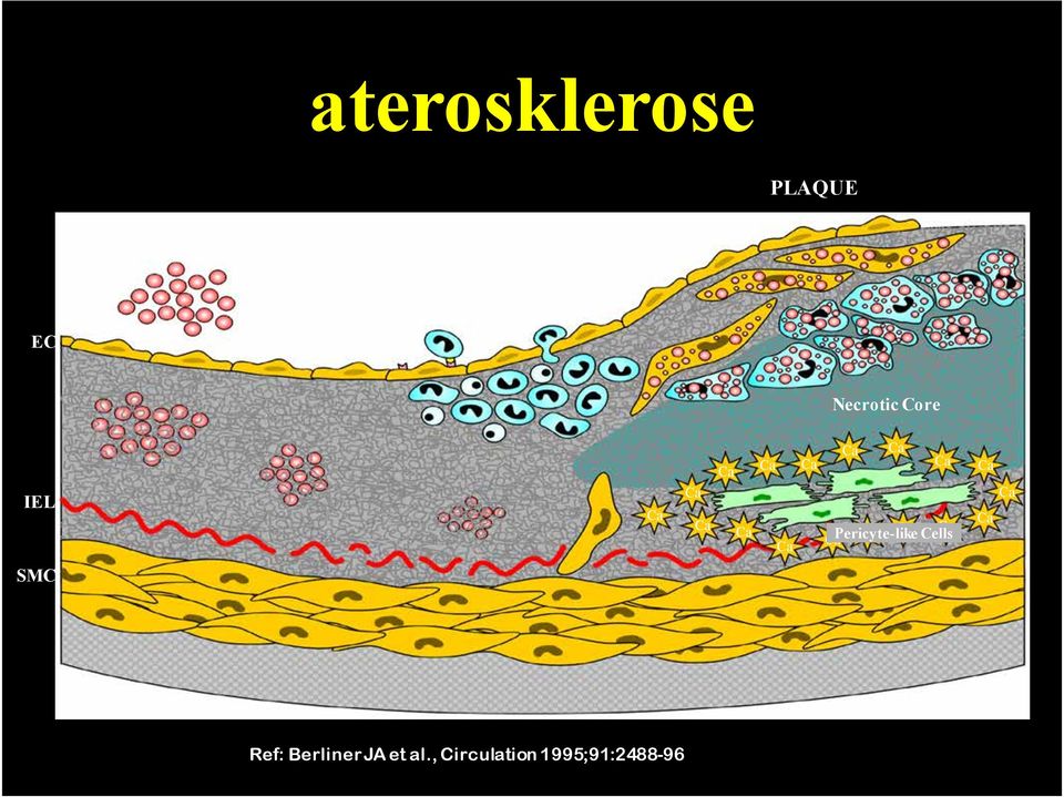 Pericyte-like Ca Cells Ca Ca Ca SMC Ref: