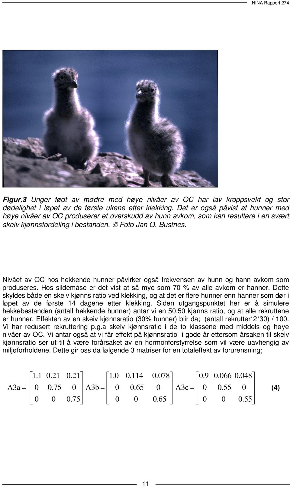 Nivået av OC hos hekkende hunner påvirker også frekvensen av hunn og hann avkom som produseres. Hos sildemåse er det vist at så mye som 7 % av alle avkom er hanner.