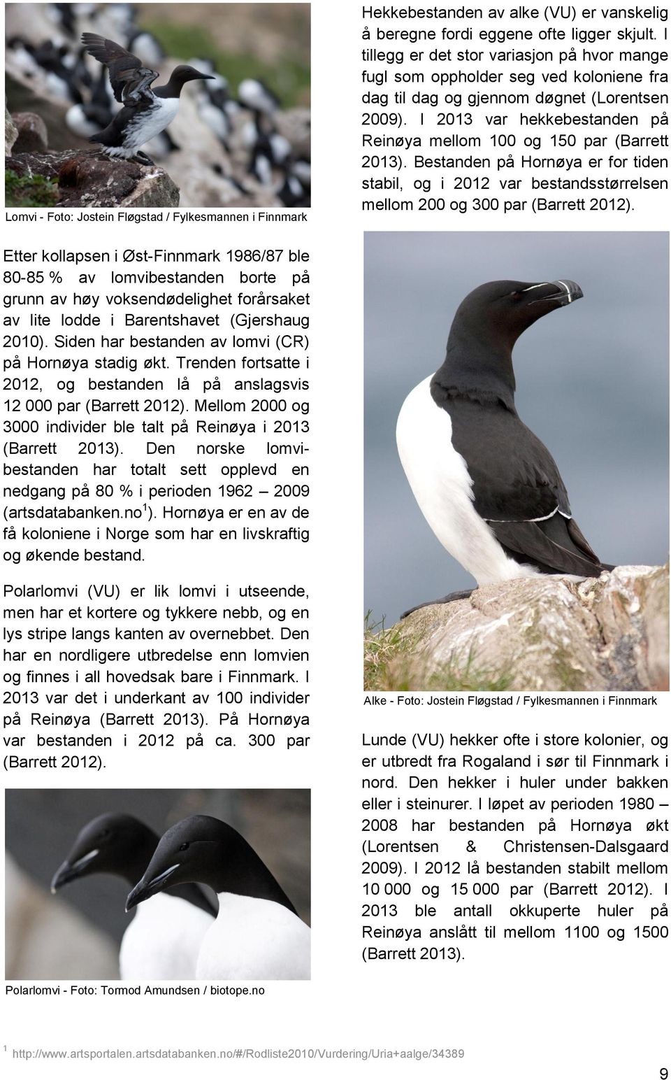 I 2013 var hekkebestanden på Reinøya mellom 100 og 150 par (Barrett 2013). Bestanden på Hornøya er for tiden stabil, og i 2012 var bestandsstørrelsen mellom 200 og 300 par (Barrett 2012).