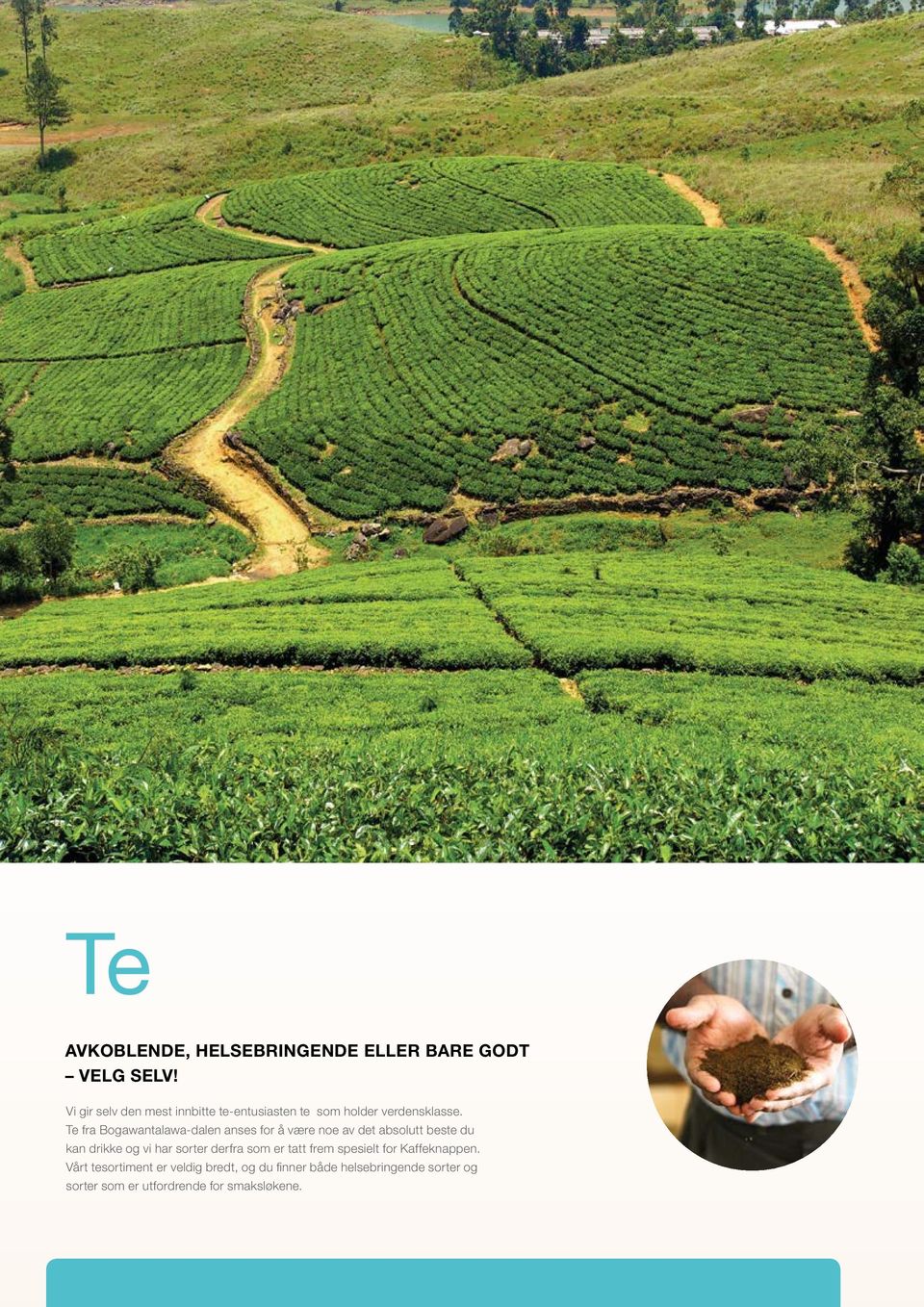 Te fra Bogawantalawa-dalen anses for å være noe av det absolutt beste du kan drikke og vi har sorter