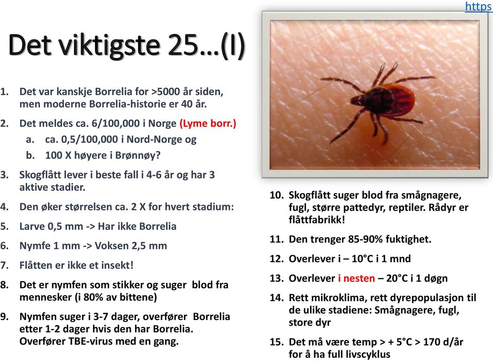 Nymfe 1 mm -> Voksen 2,5 mm 7. Flåtten er ikke et insekt! 8. Det er nymfen som stikker og suger blod fra mennesker (i 80% av bittene) 9.