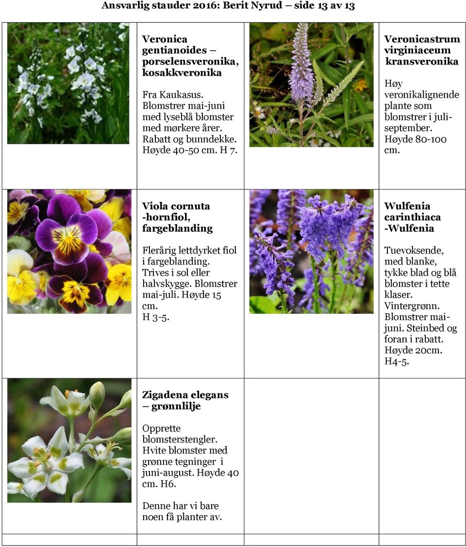 Viola cornuta -hornfiol, fargeblanding Flerårig lettdyrket fiol i fargeblanding. Trives i sol eller halvskygge. Blomstrer mai-juli. Høyde 15 cm. H 3-5.