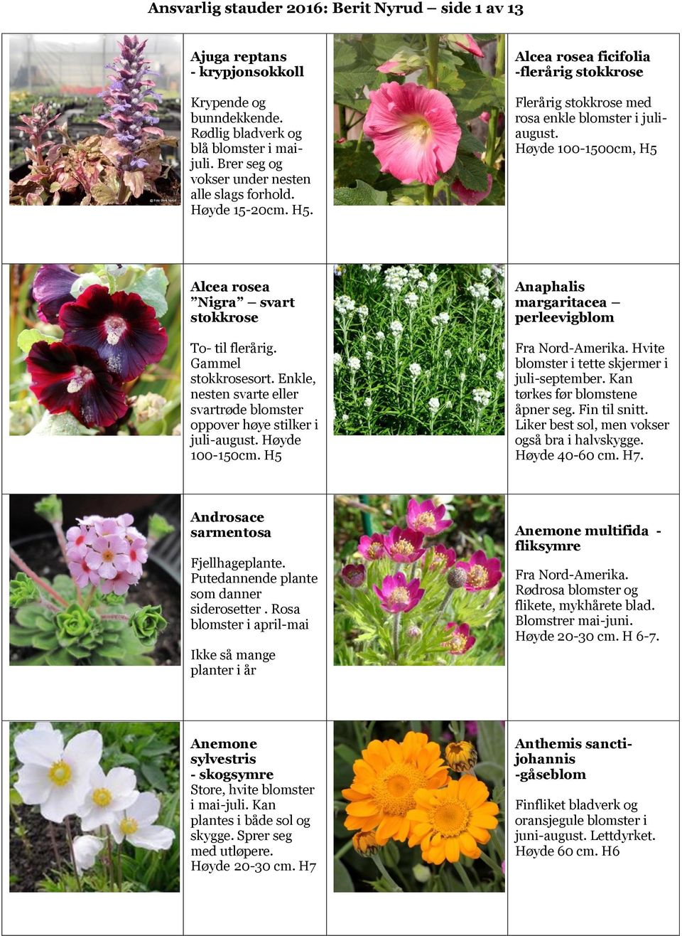 Gammel stokkrosesort. Enkle, nesten svarte eller svartrøde blomster oppover høye stilker i juli-august. Høyde 100-150cm. H5 Anaphalis margaritacea perleevigblom Fra Nord-Amerika.