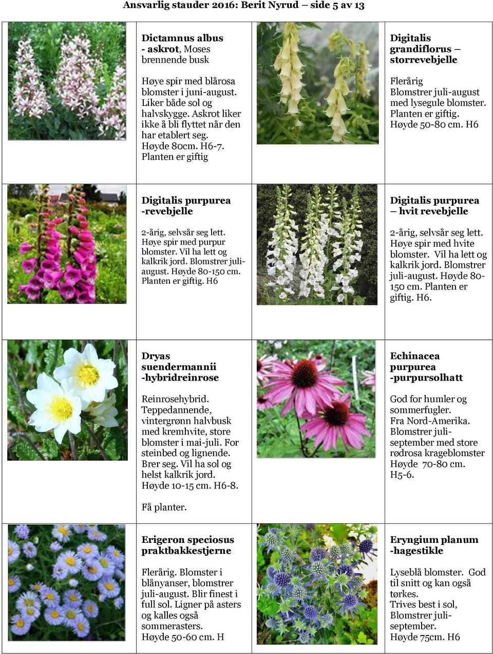 Planten er giftig. Høyde 50-80 cm. H6 Digitalis purpurea -revebjelle 2-årig, selvsår seg lett. Høye spir med purpur blomster. Vil ha lett og kalkrik jord. Blomstrer juliaugust. Høyde 80-150 cm.