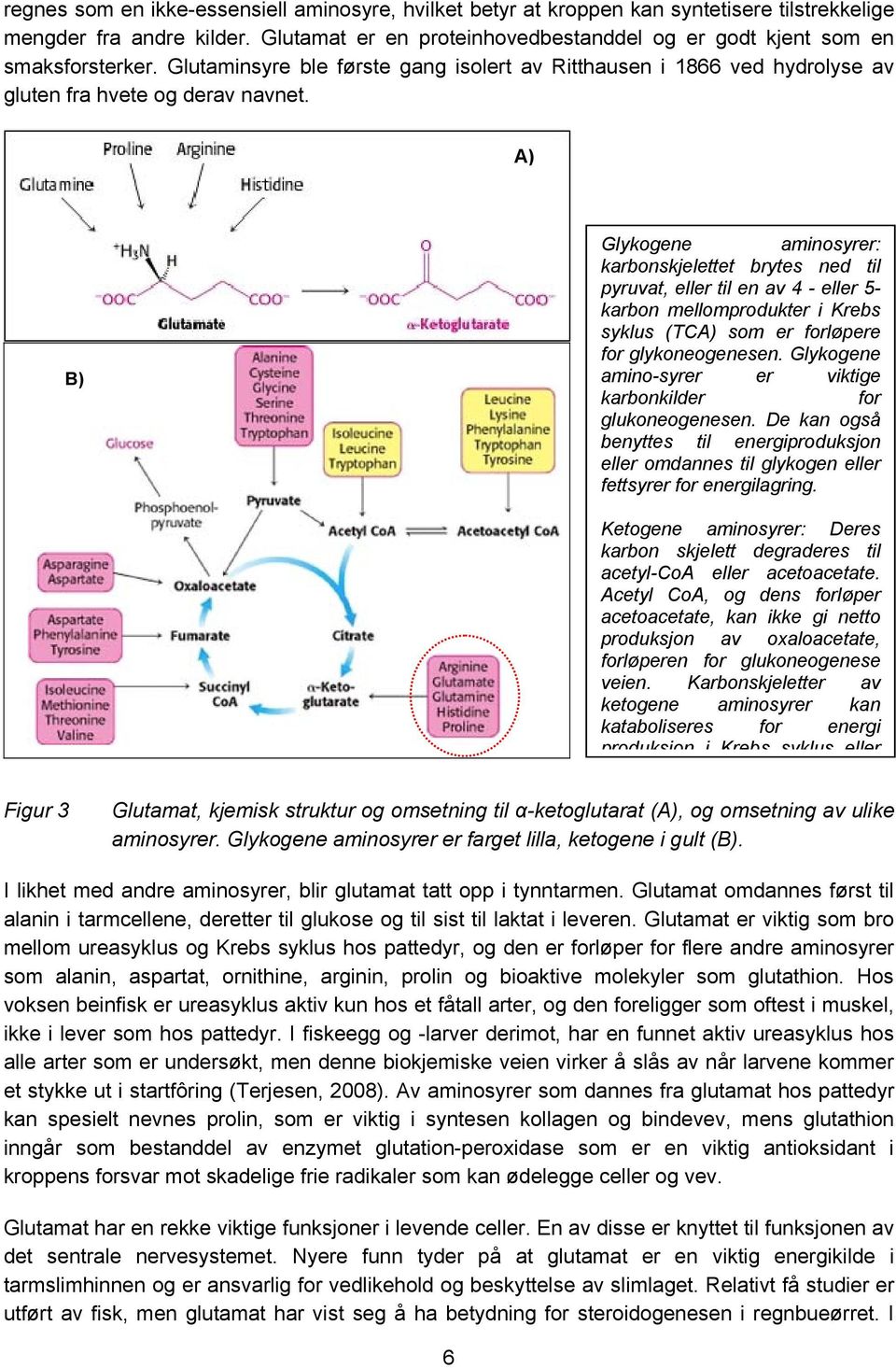 A) B) Glykogene aminosyrer: karbonskjelettet brytes ned til pyruvat, eller til en av 4 - eller 5- karbon mellomprodukter i Krebs syklus (TCA) som er forløpere for glykoneogenesen.