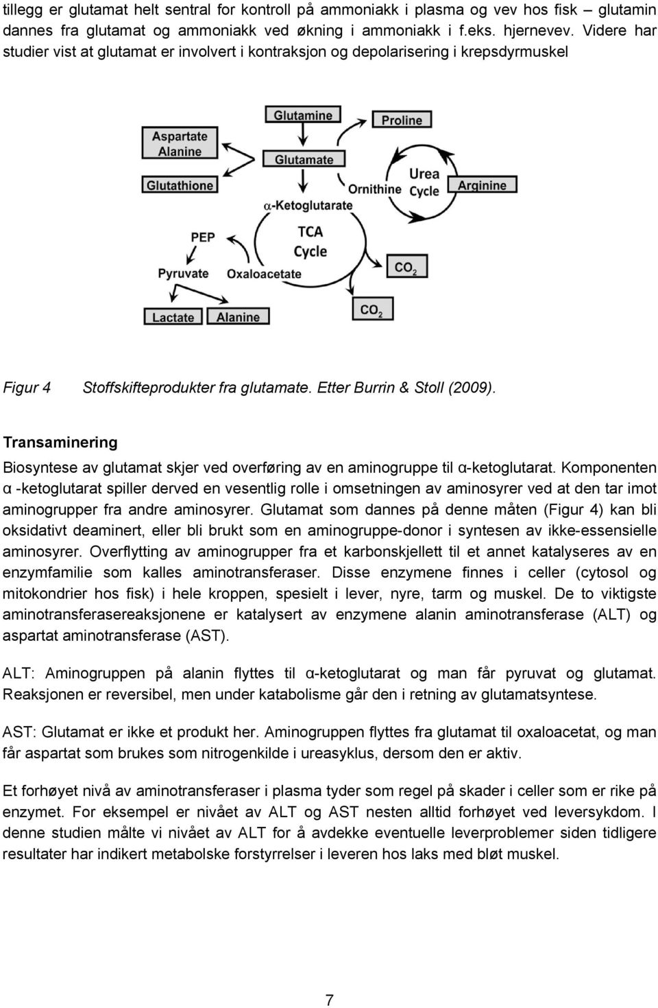 Transaminering Biosyntese av glutamat skjer ved overføring av en aminogruppe til α-ketoglutarat.