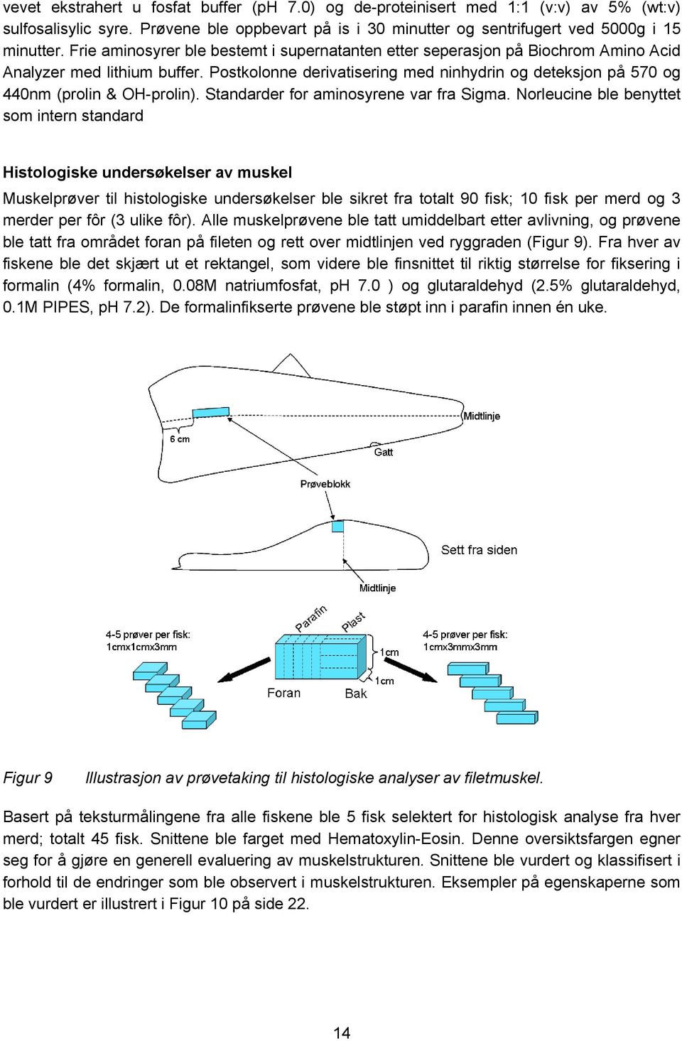 Histologiske preparater ble fremstilt og farget med Hematoxylin-Eosin og i noen tilfeller med periodic acid-schiff (PAS) (Bancroft og Gamble 2002) for å undersøke for tilstedeværelse av karbohydrater