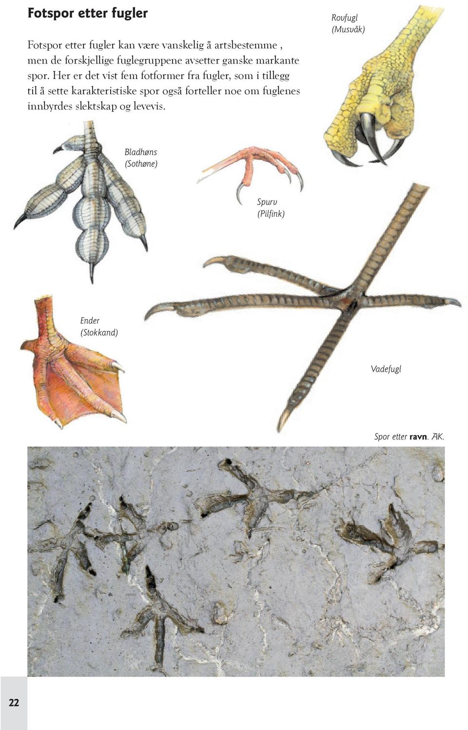 Her er det vist fem fotformer fra fugler, som i tillegg til å sette karakteristiske spor også