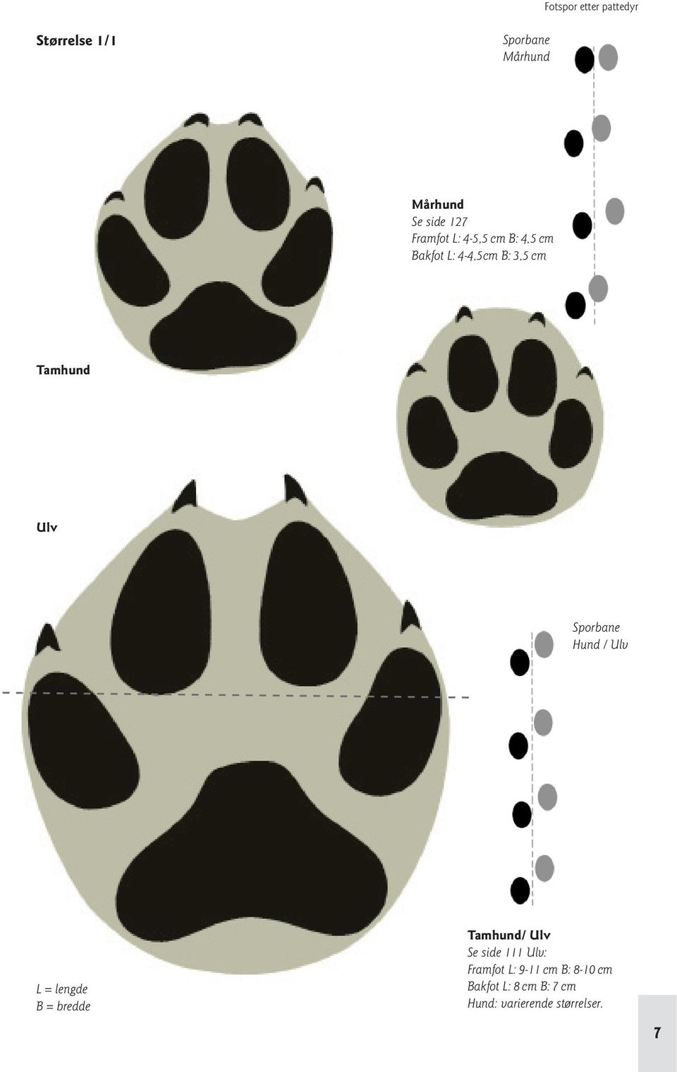 lengde B = bredde Tamhund/ Ulv Se side 111 Ulv: L: 9 11