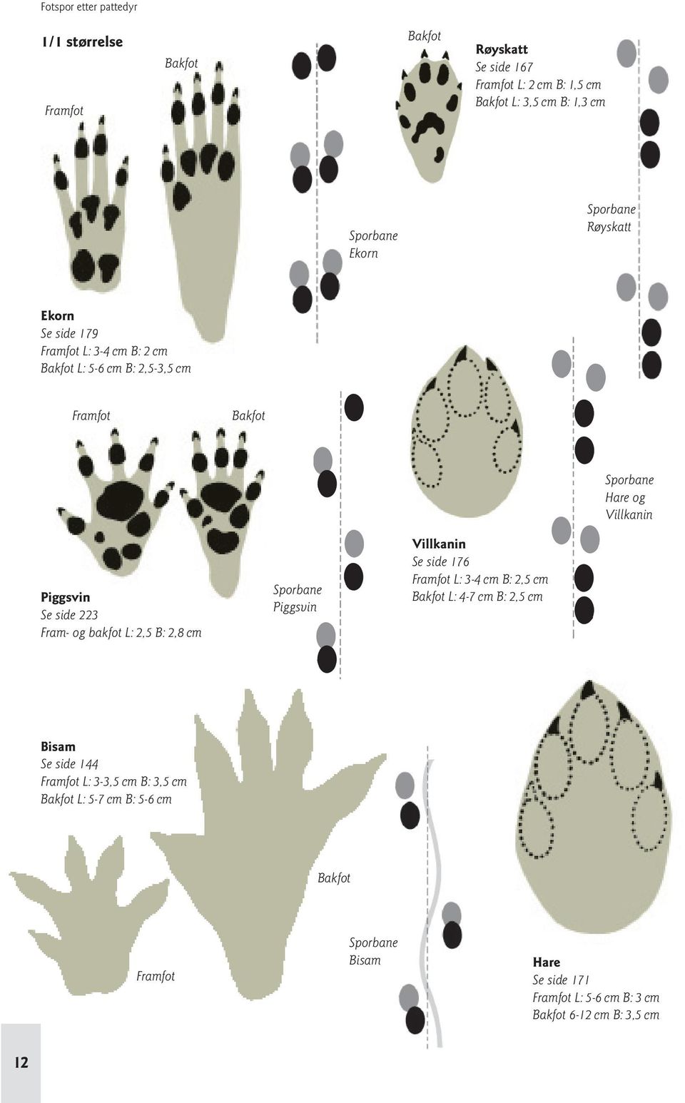 B: 2,8 cm Piggsvin Villkanin Se side 176 L: 3 4 cm B: 2,5 cm L: 4 7 cm B: 2,5 cm Bisam Se side 144