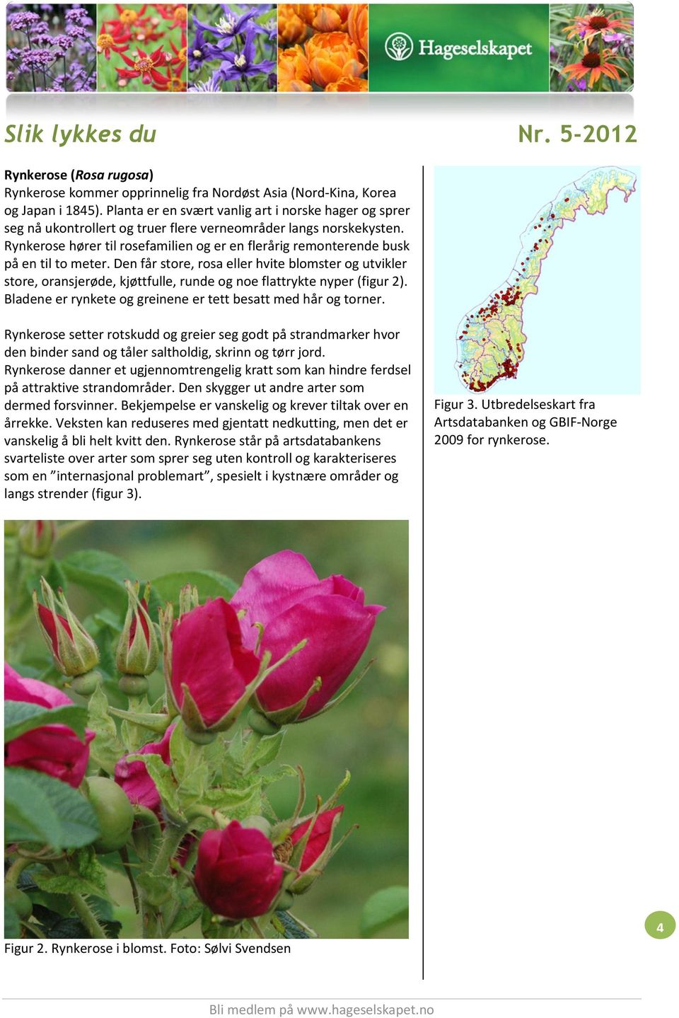 Rynkerose hører til rosefamilien og er en flerårig remonterende busk på en til to meter.