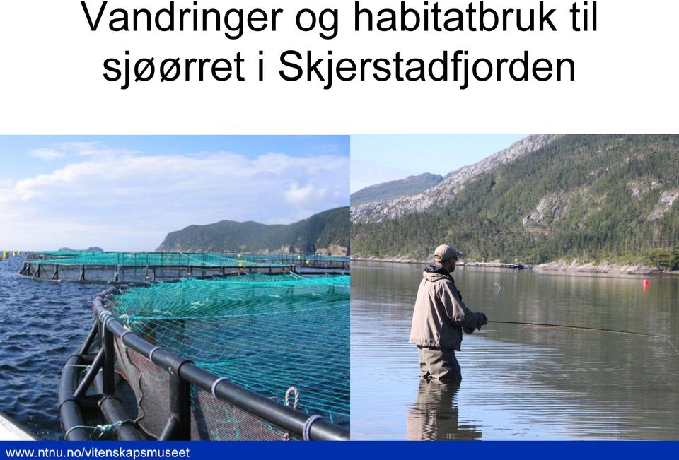 til sjøørret i