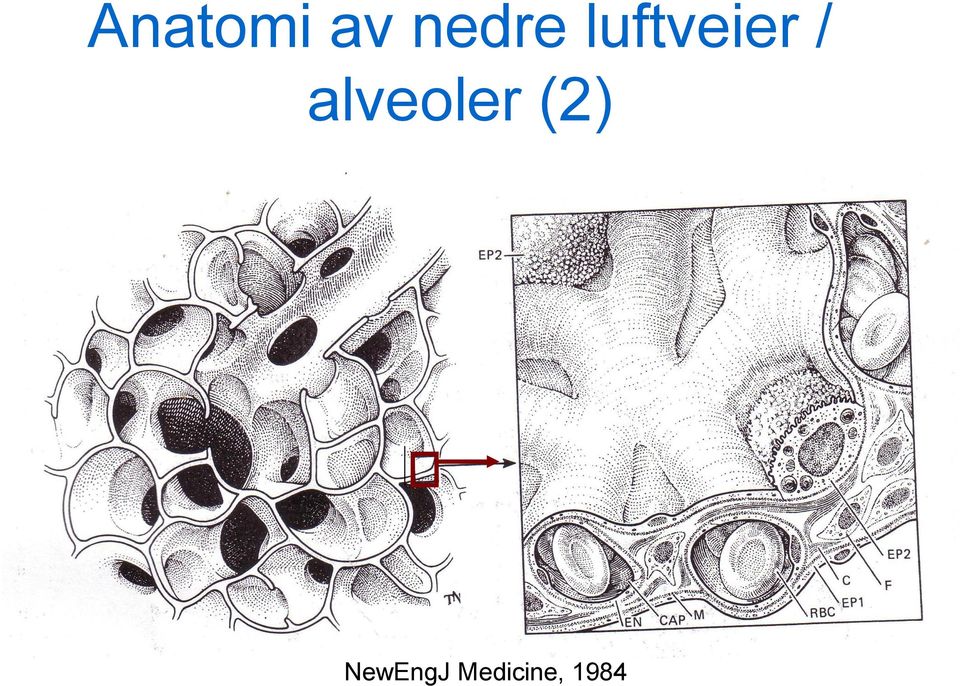 / alveoler (2)