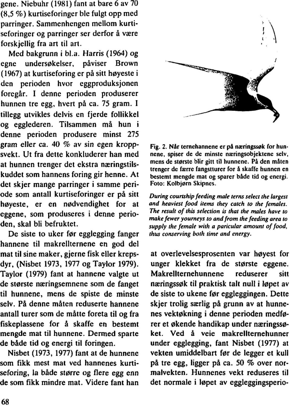 I denne perioden produserer hunnen tre egg, hvert på ca. 75 gram. I tillegg utvikles delvis en fjerde follikkel og egglederen. Tilsammen må hun i denne perioden produsere minst 275 gram eller ca.