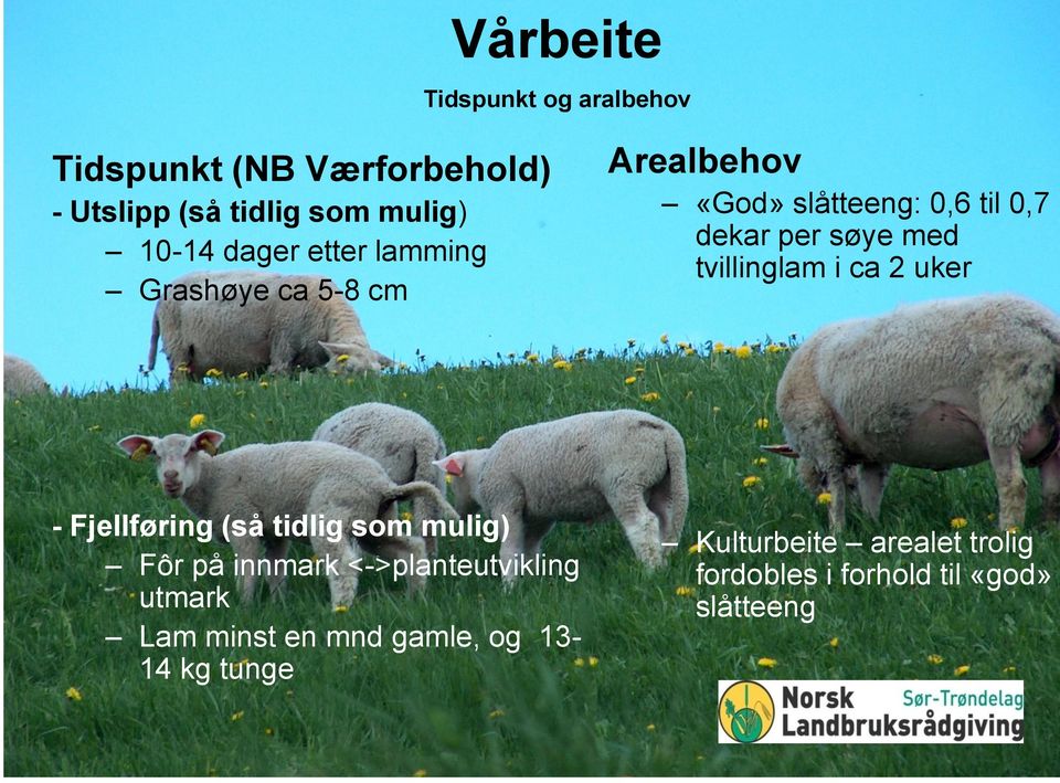 tvillinglam i ca 2 uker - Fjellføring (så tidlig som mulig) Fôr på innmark <->planteutvikling utmark