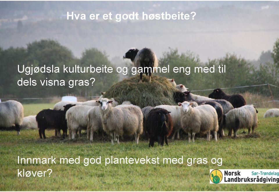 eng med til dels visna gras?