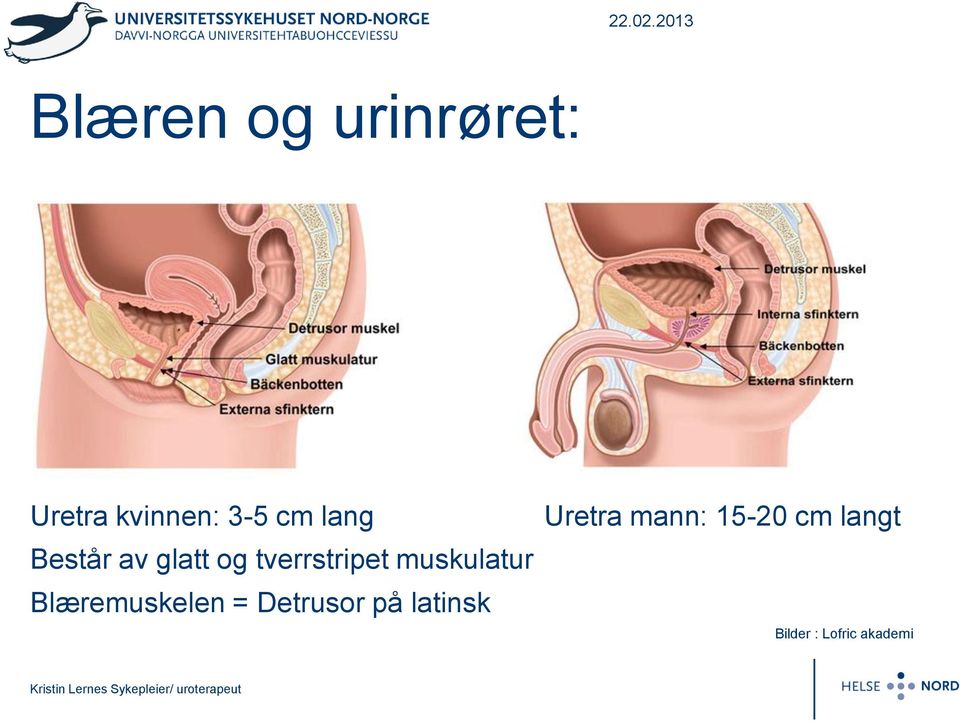 muskulatur Blæremuskelen = Detrusor på