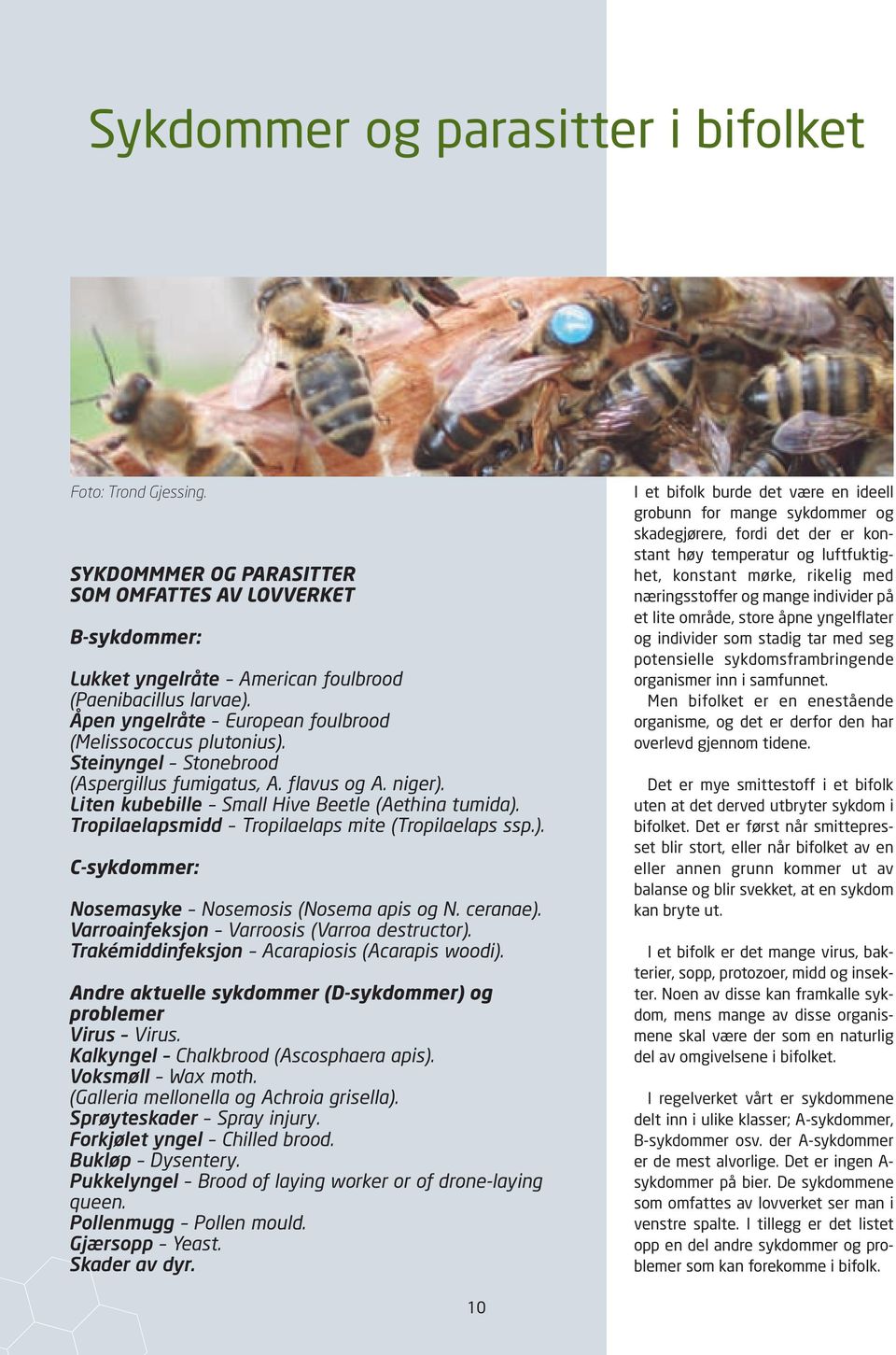 Tropilaelapsmidd Tropilaelaps mite (Tropilaelaps ssp.). C-sykdommer: Nosemasyke Nosemosis (Nosema apis og N. ceranae). Varroainfeksjon Varroosis (Varroa destructor).