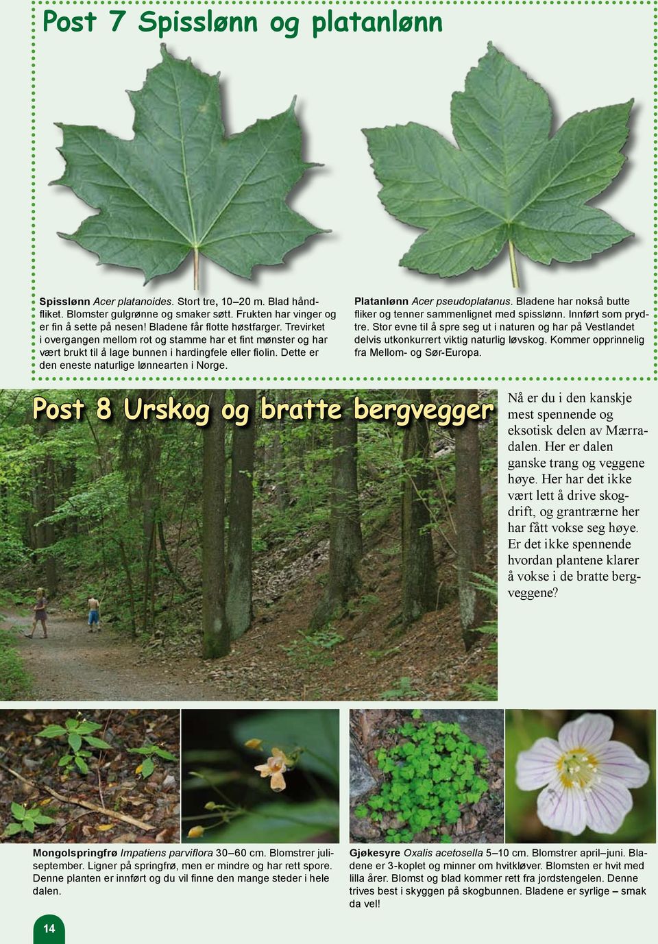 Dette er den eneste naturlige lønnearten i Norge. Platanlønn Acer pseudoplatanus. Bladene har nokså butte fliker og tenner sammenlignet med spisslønn. Innført som prydtre.