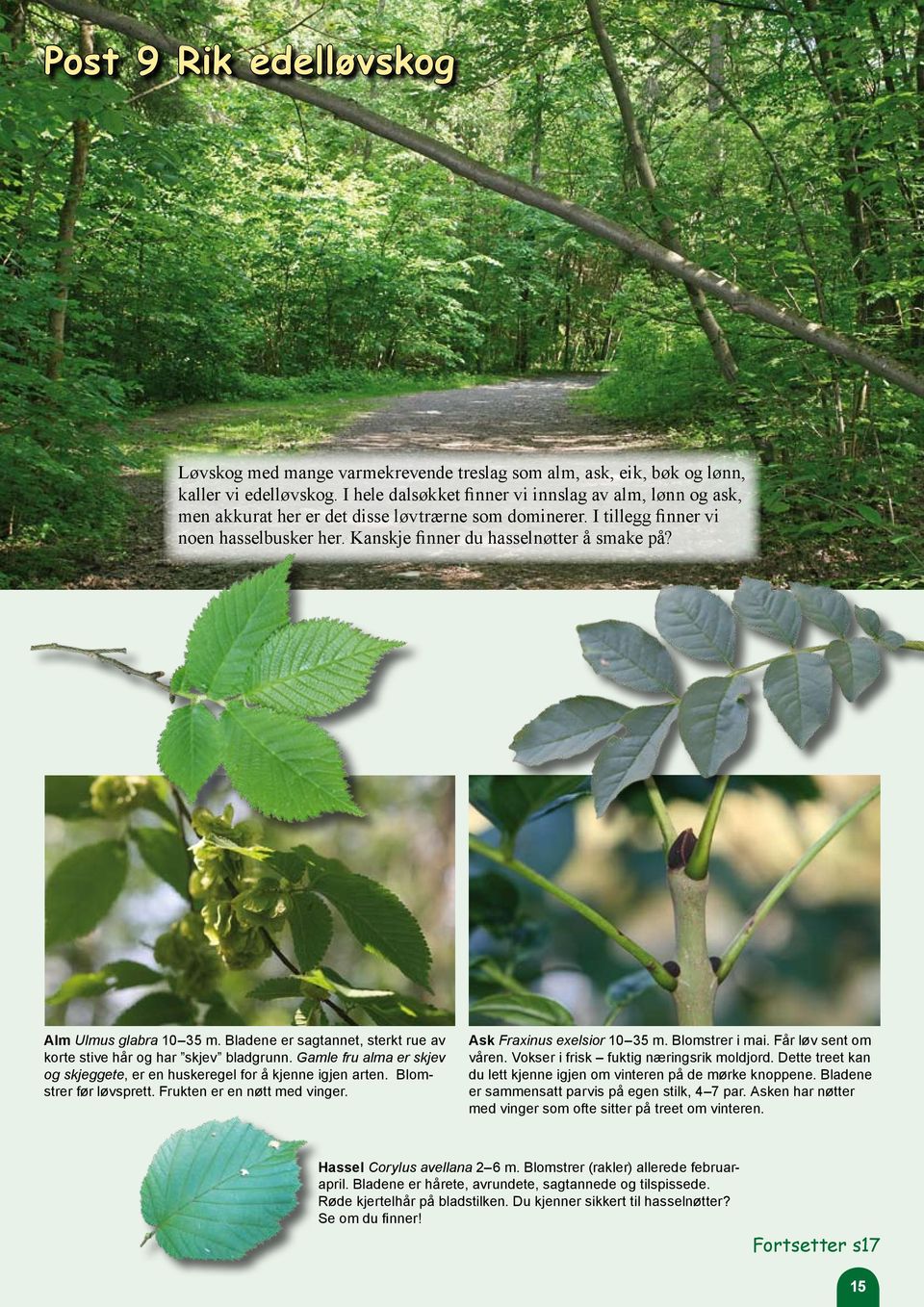 Alm Ulmus glabra 10 35 m. Bladene er sagtannet, sterkt rue av korte stive hår og har skjev bladgrunn. Gamle fru alma er skjev og skjeggete, er en huskeregel for å kjenne igjen arten.