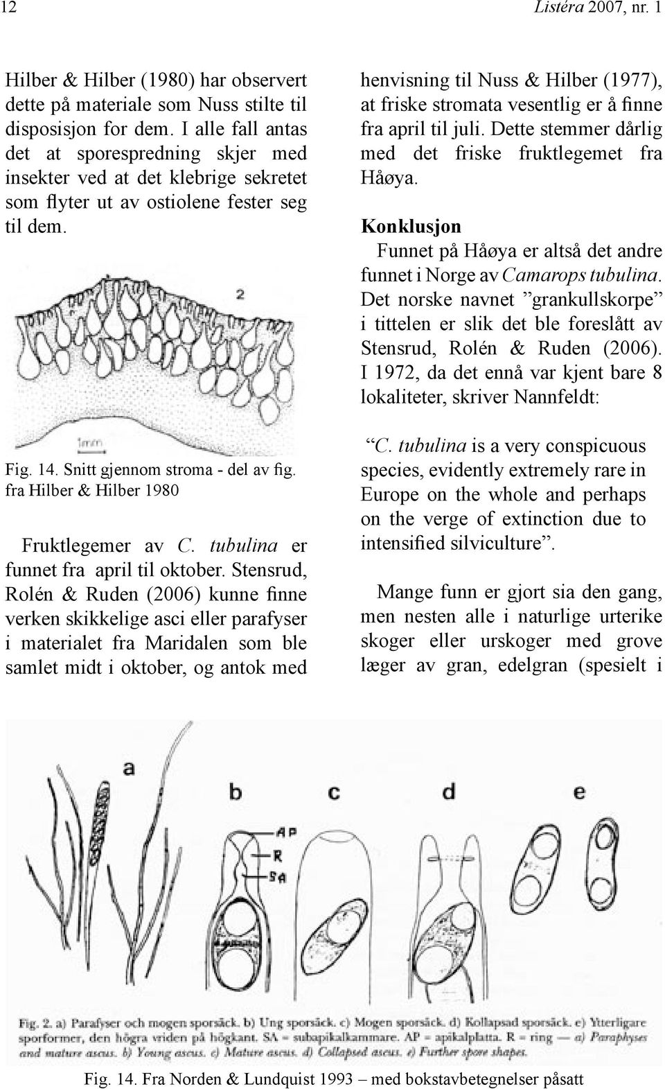 fra Hilber & Hilber 1980 Fruktlegemer av C. tubulina er funnet fra april til oktober.