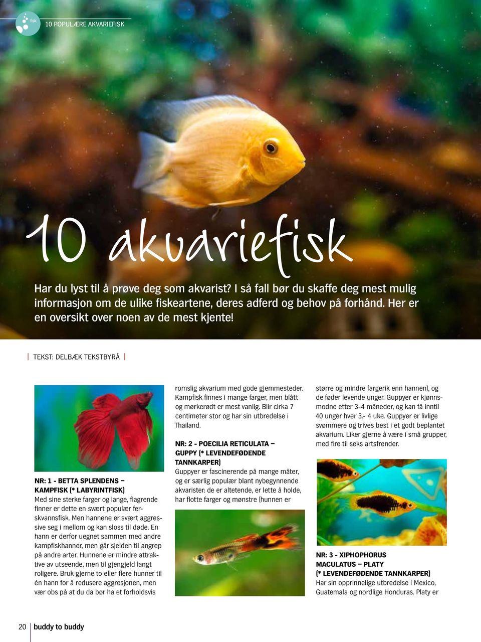 Tekst: Delbæk Tekstbyrå NR: 1 - Betta splendens Kampfisk (* labyrintfisk) Med sine sterke farger og lange, flagrende finner er dette en svært populær ferskvannsfisk.