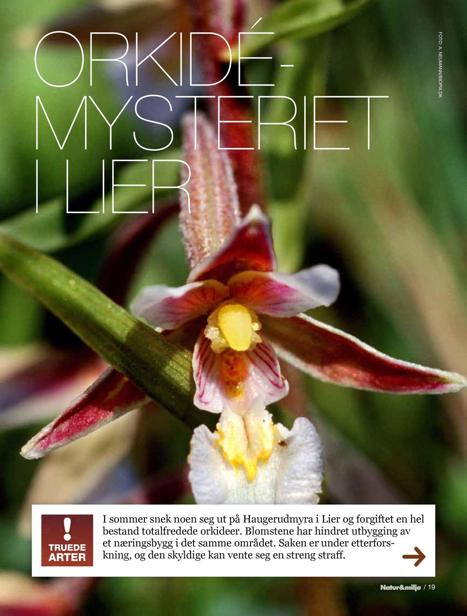hel bestand totalfredede orkideer.
