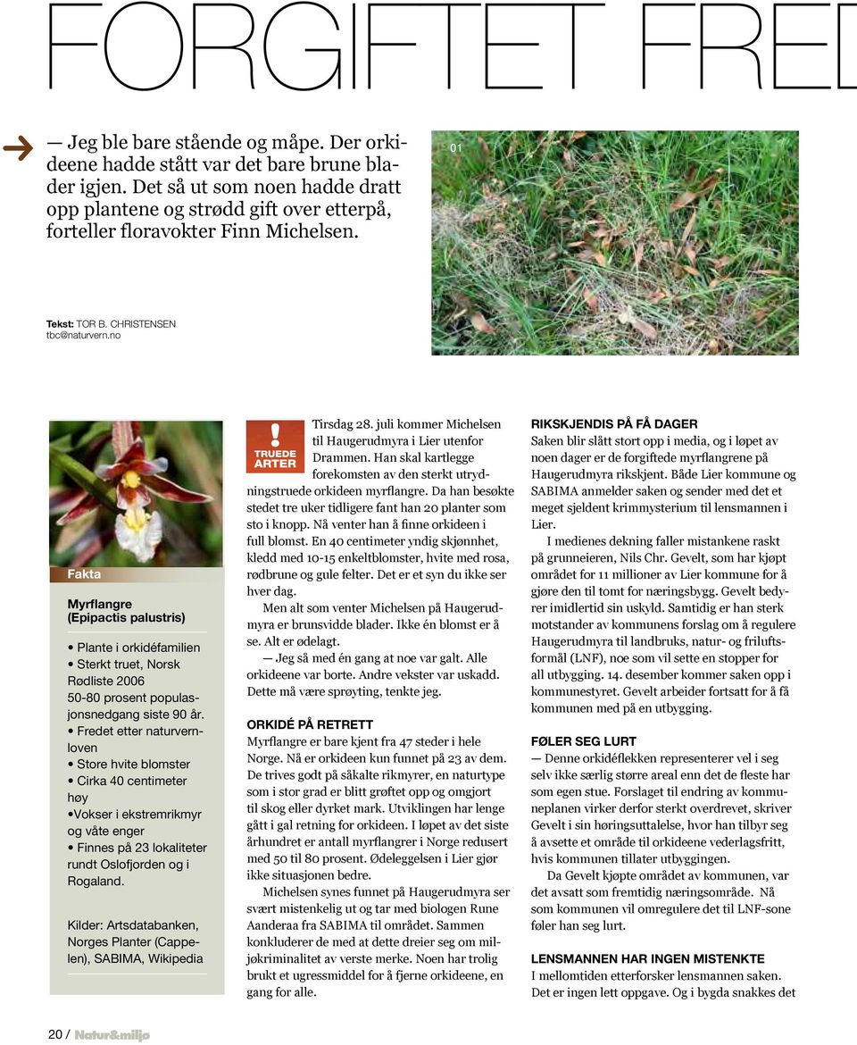 no Fakta Myrflangre (Epipactis palustris) Plante i orkidéfamilien Sterkt truet, Norsk Rødliste 2006 50-80 prosent populasjonsnedgang siste 90 år.
