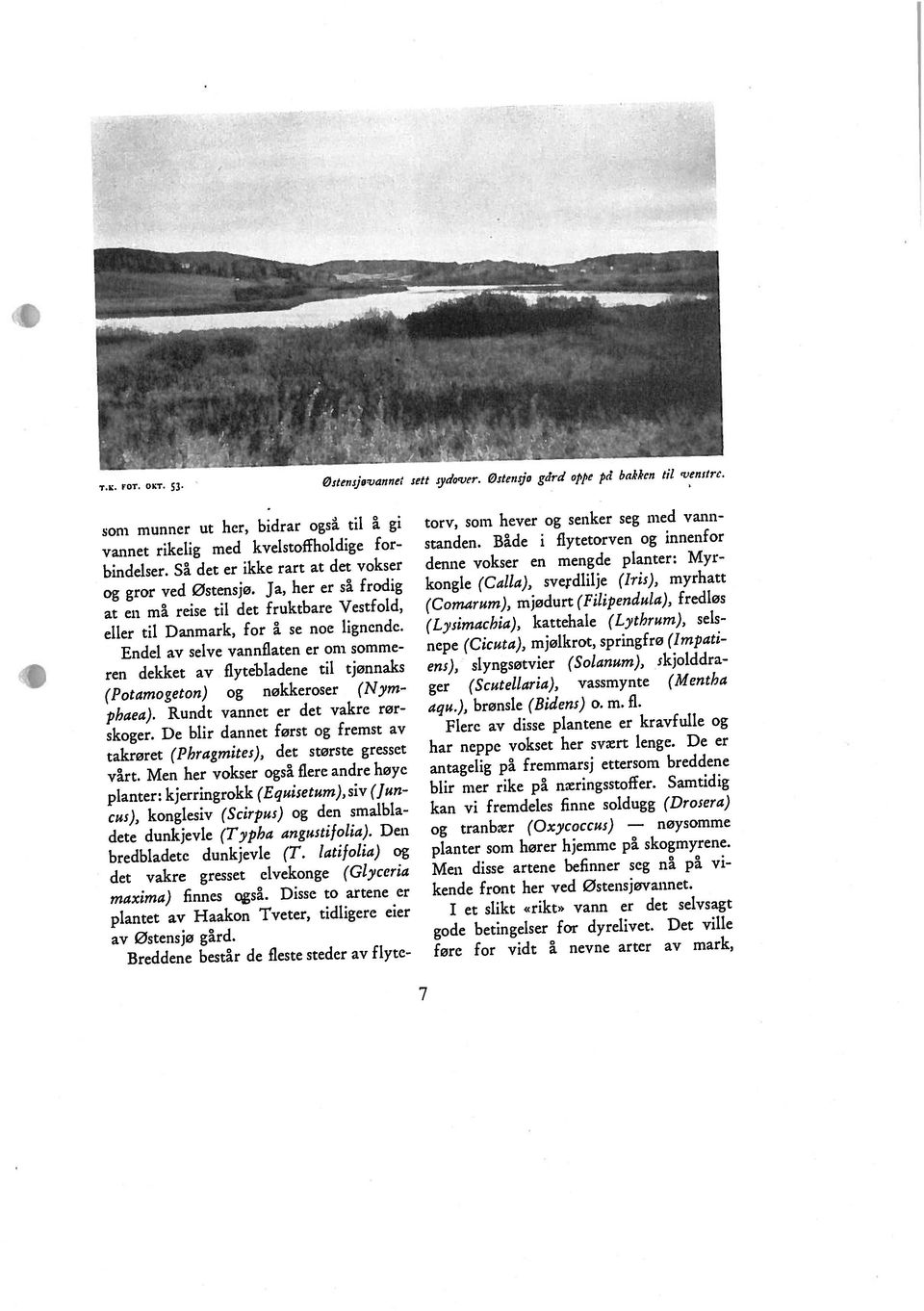 at en må reise til det fruktbare Vestfold, (Potamogeton) og nøkkeroser (Nyrn ren dekket av flytebladene til tjonnaks takrøret (Phragmites), det største gresset phaea).