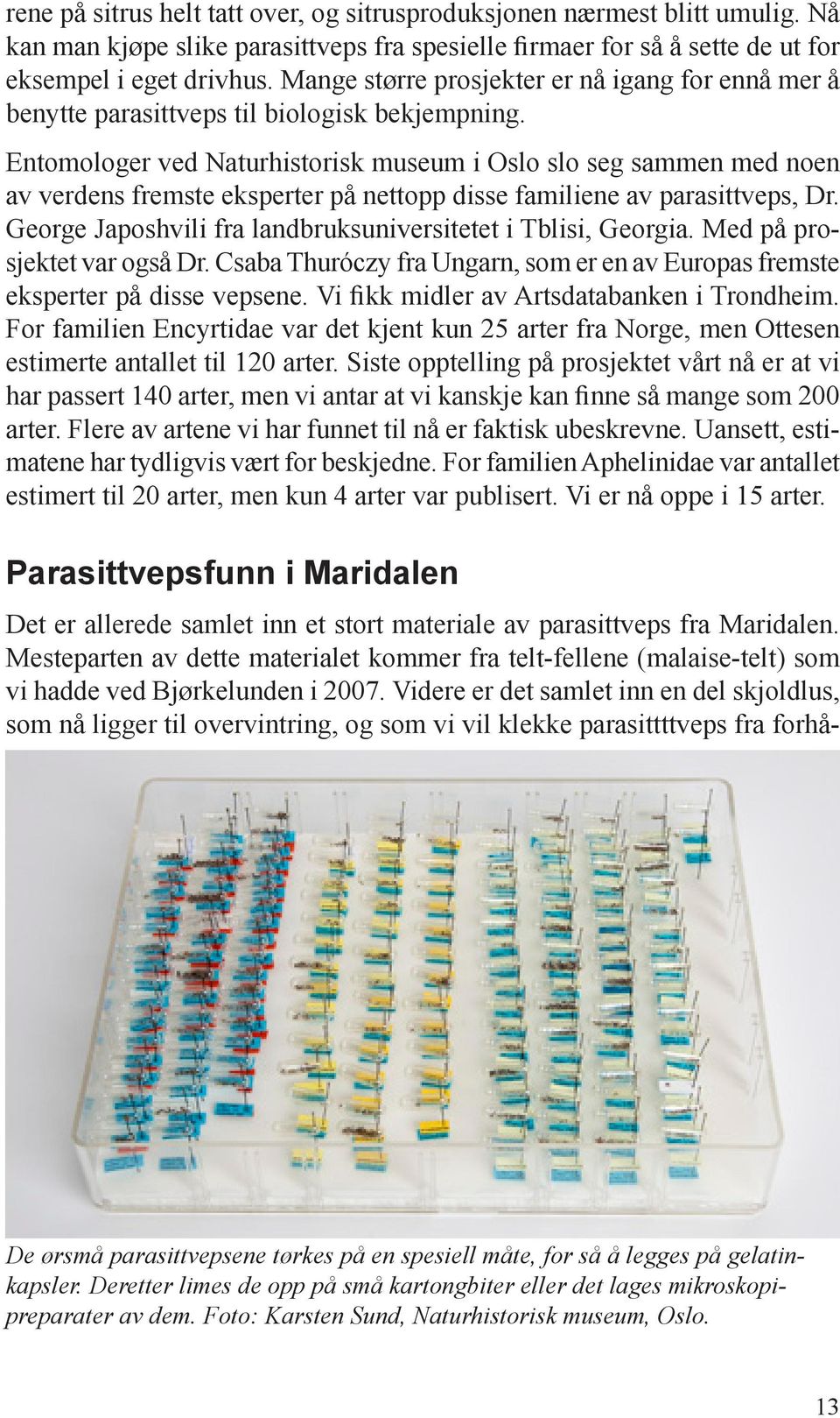 Entomologer ved Naturhistorisk museum i Oslo slo seg sammen med noen av verdens fremste eksperter på nettopp disse familiene av parasittveps, Dr.