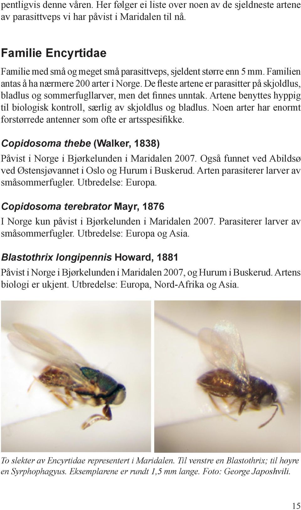 De fleste artene er parasitter på skjoldlus, bladlus og sommerfugllarver, men det finnes unntak. Artene benyttes hyppig til biologisk kontroll, særlig av skjoldlus og bladlus.