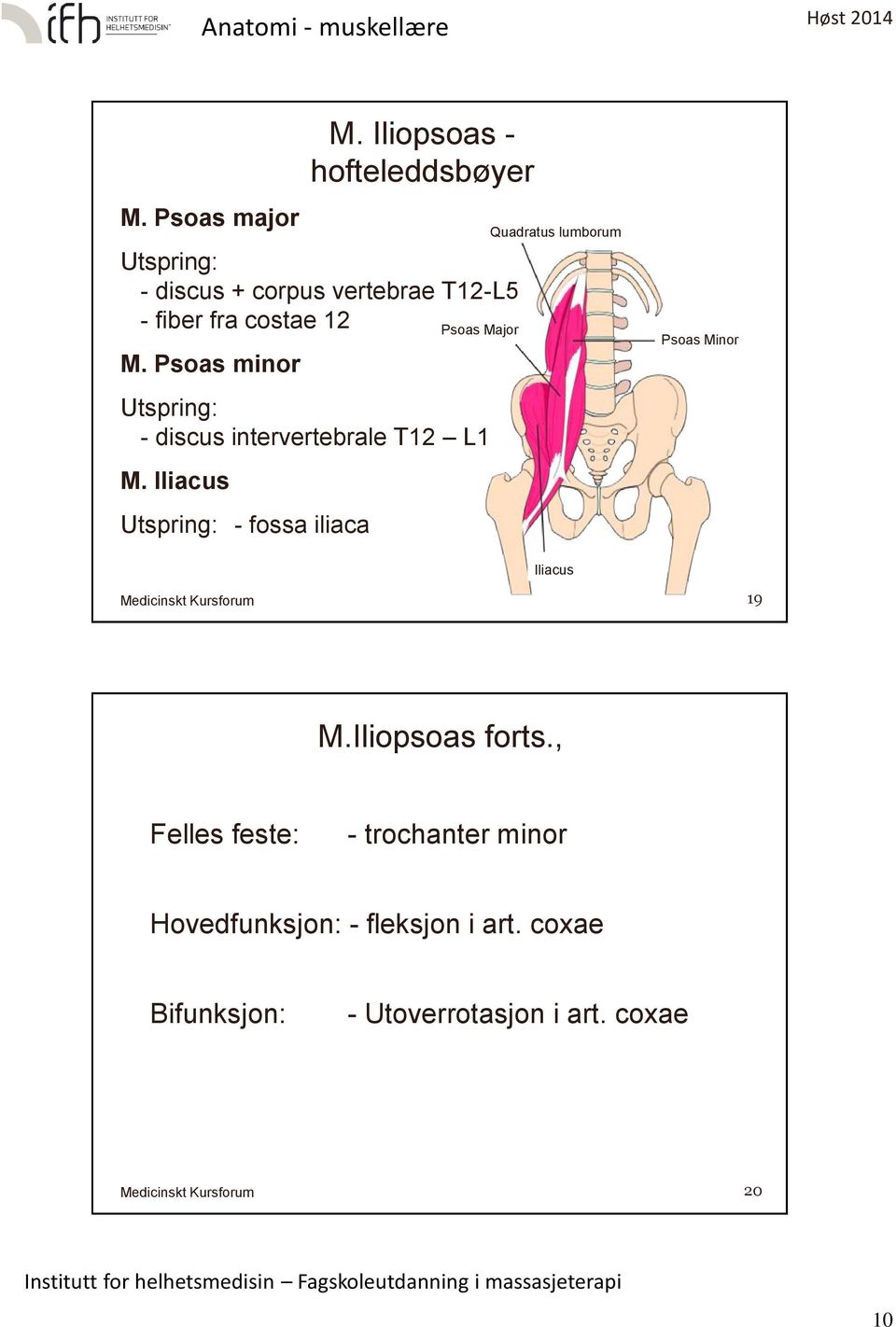 Psoas minor Utspring: - discus intervertebrale T12 L1 M.