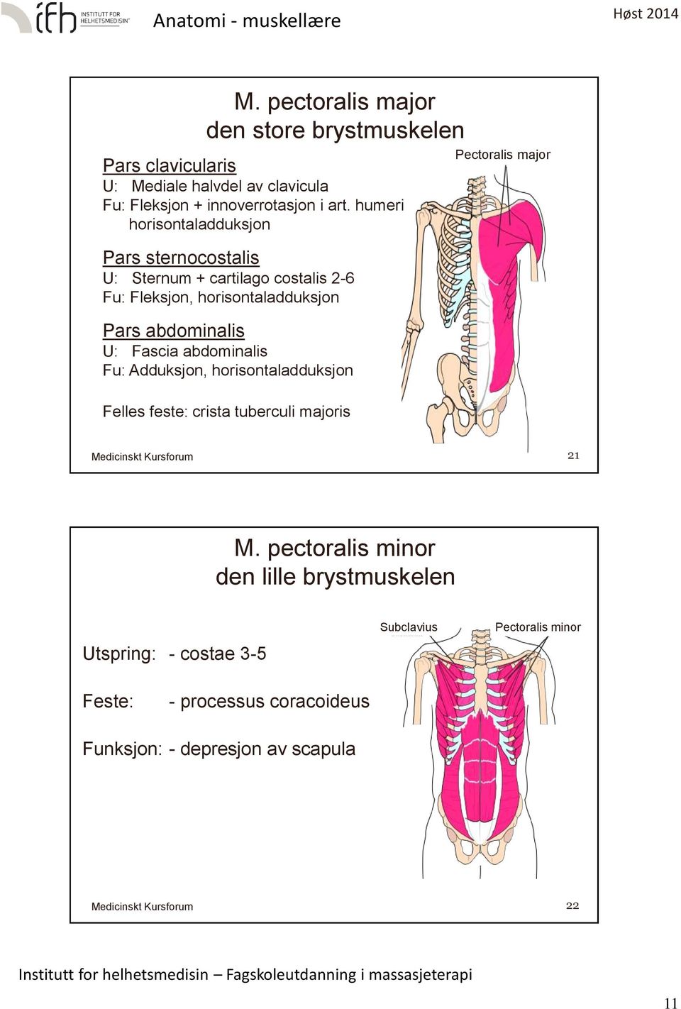 U: Fascia abdominalis Fu: Adduksjon, horisontaladduksjon Pectoralis major Felles feste: crista tuberculi majoris 21 M.