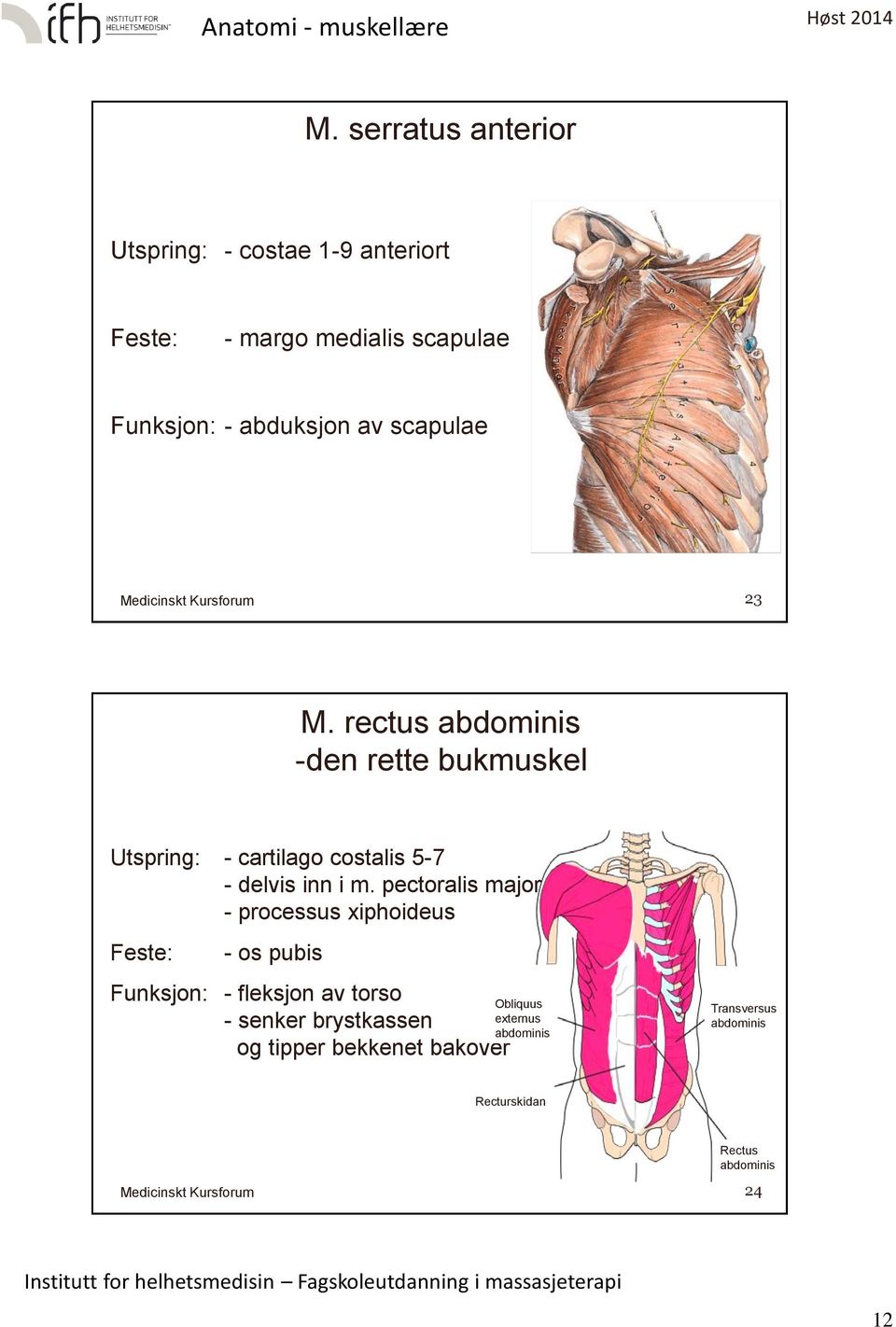 pectoralis major - processus xiphoideus - os pubis Funksjon: - fleksjon av torso - senker brystkassen og