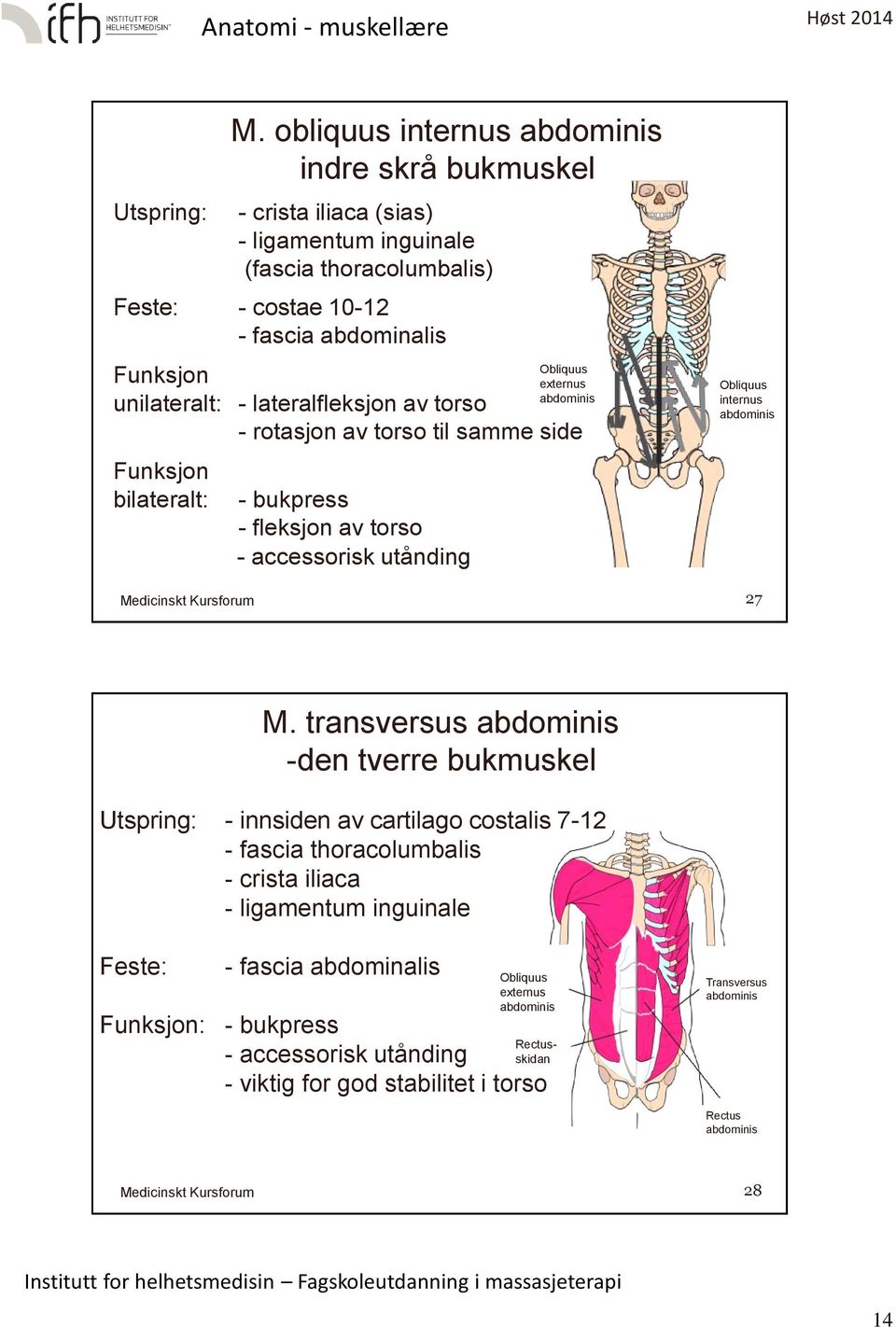 obliquus internus abdominis indre skrå bukmuskel - rotasjon av torso til samme side - bukpress - fleksjon av torso - accessorisk utånding Obliquus externus abdominis Obliquus