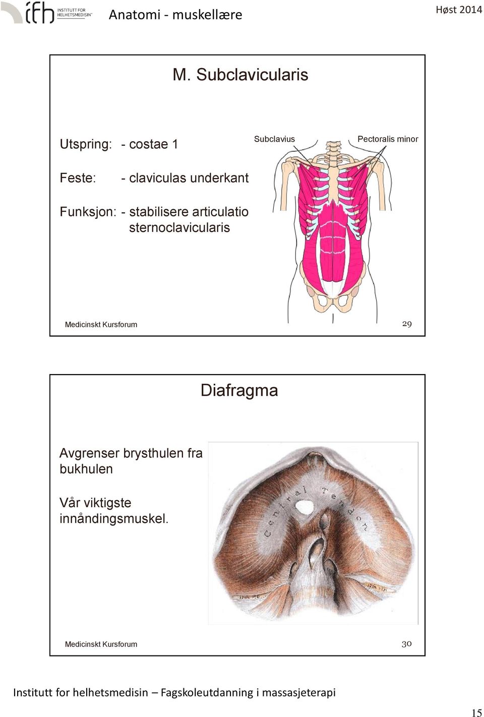 stabilisere articulatio sternoclavicularis 29 Diafragma