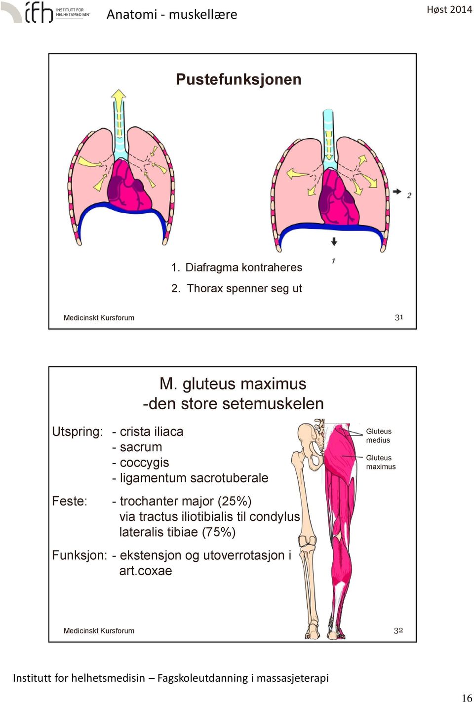 ligamentum sacrotuberale - trochanter major (25%) via tractus iliotibialis til condylus