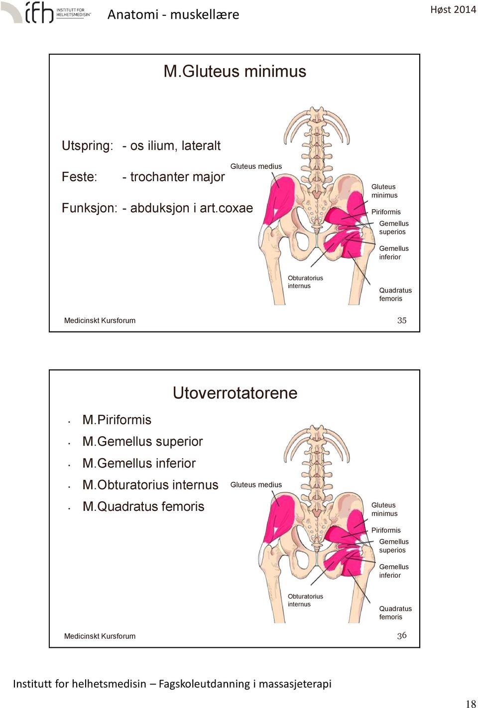 Quadratus femoris 35 Utoverrotatorene M.Piriformis M.Gemellus superior M.Gemellus inferior M.