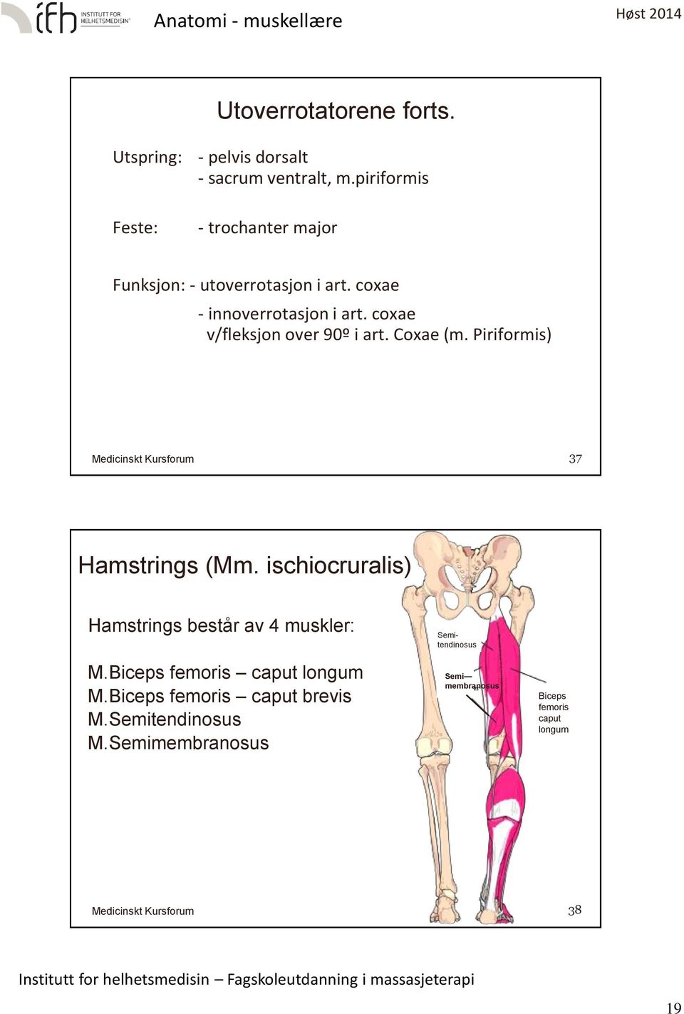 coxae v/fleksjon over 90º i art. Coxae (m. Piriformis) 37 Hamstrings (Mm.